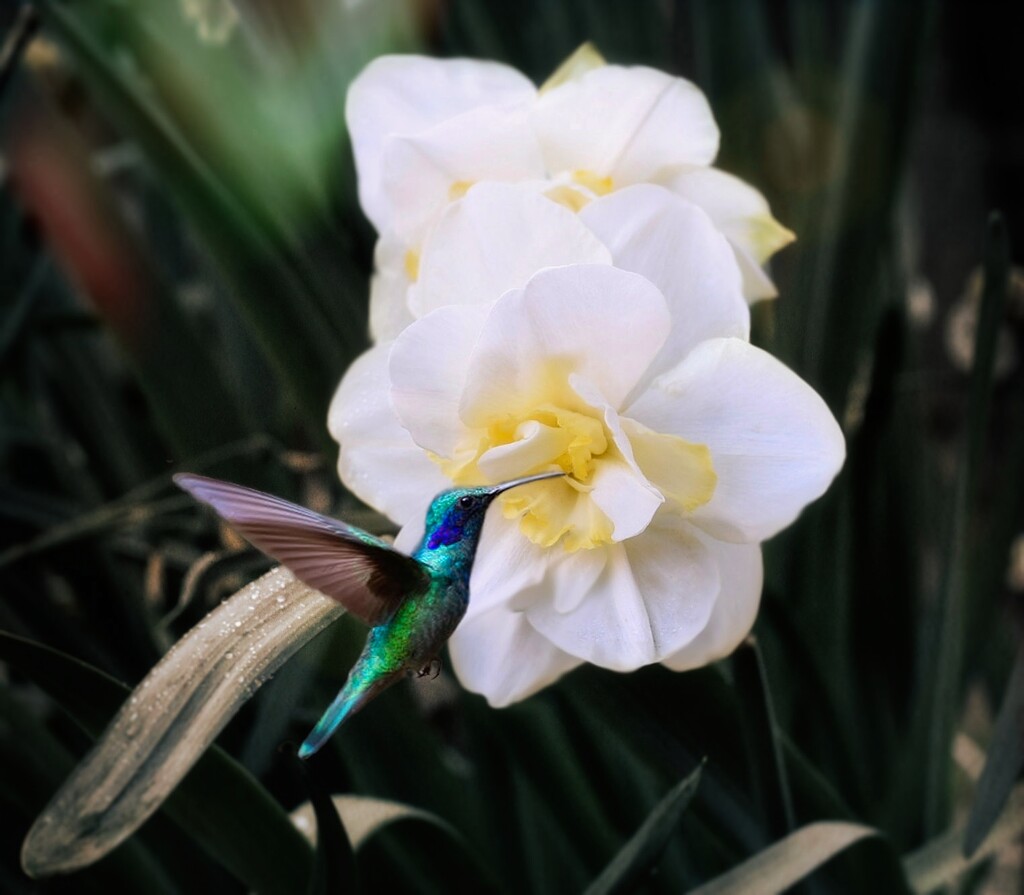 Daffodil and Hummingbird by joysfocus