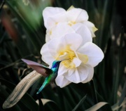 11th Mar 2022 - Daffodil and Hummingbird