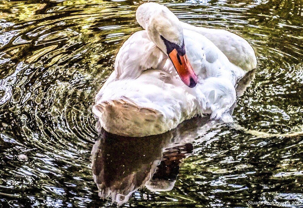 Solo swan by stuart46
