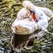 Solo swan by stuart46