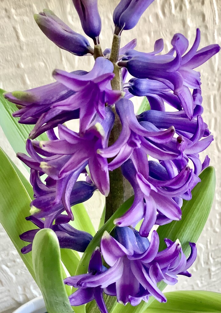 Indigo purple patterns hyacinth smell by maggiej