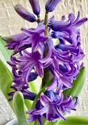 12th Mar 2022 - Indigo purple patterns hyacinth smell