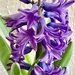 Indigo purple patterns hyacinth smell by maggiej