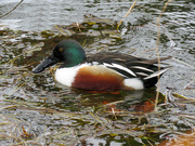 12th Mar 2022 - One of many favorite ducks...
