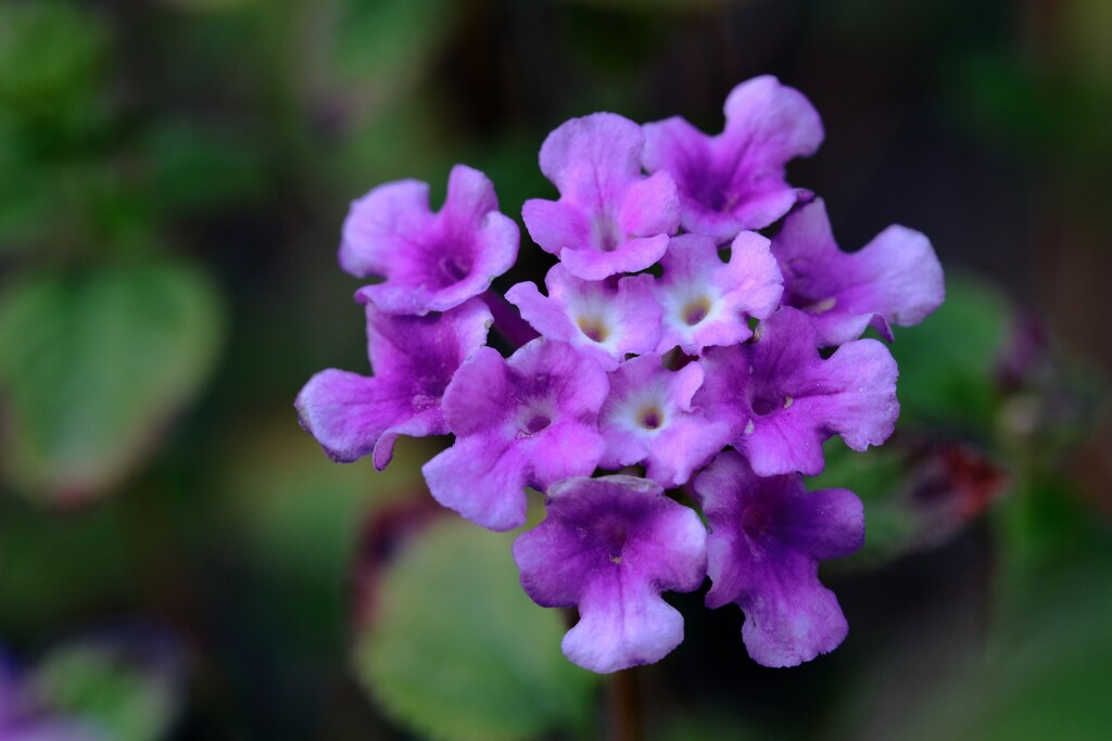 purple lantana by blueberry1222