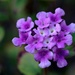 purple lantana by blueberry1222