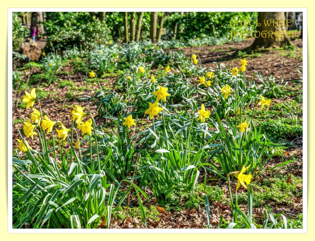 Daffodils On The Bank by carolmw