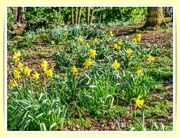 12th Mar 2022 - Daffodils On The Bank