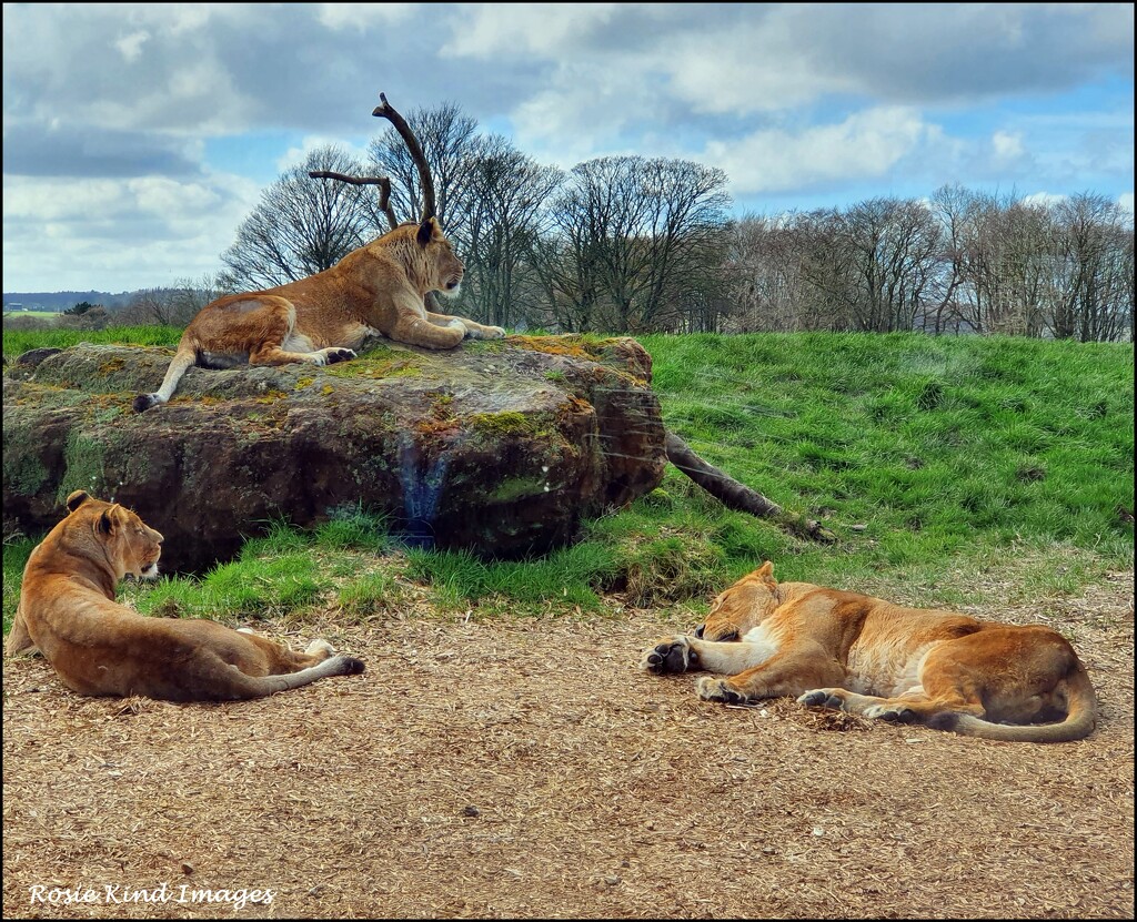 Some of the lions by rosiekind