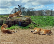 12th Mar 2022 - Some of the lions