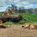 Some of the lions by rosiekind