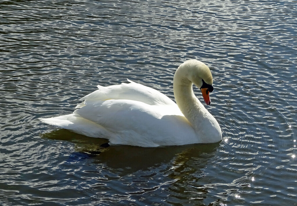 Swan on the Bridgewater Canal, Lymm by marianj