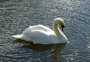 10th Mar 2022 - Swan on the Bridgewater Canal, Lymm