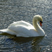 Swan on the Bridgewater Canal, Lymm by marianj
