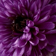 12th Mar 2022 - Purple Chrysanthemum 