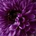 Purple Chrysanthemum  by serendypyty