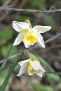 12th Mar 2022 - White Daffodils
