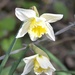 White Daffodils by arkensiel