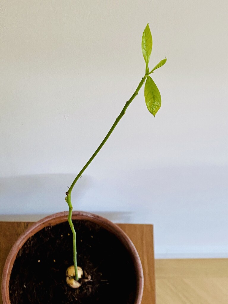 My 6 month old avocado plant has taken another turn ;) by stimuloog