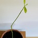 My 6 month old avocado plant has taken another turn ;) by stimuloog
