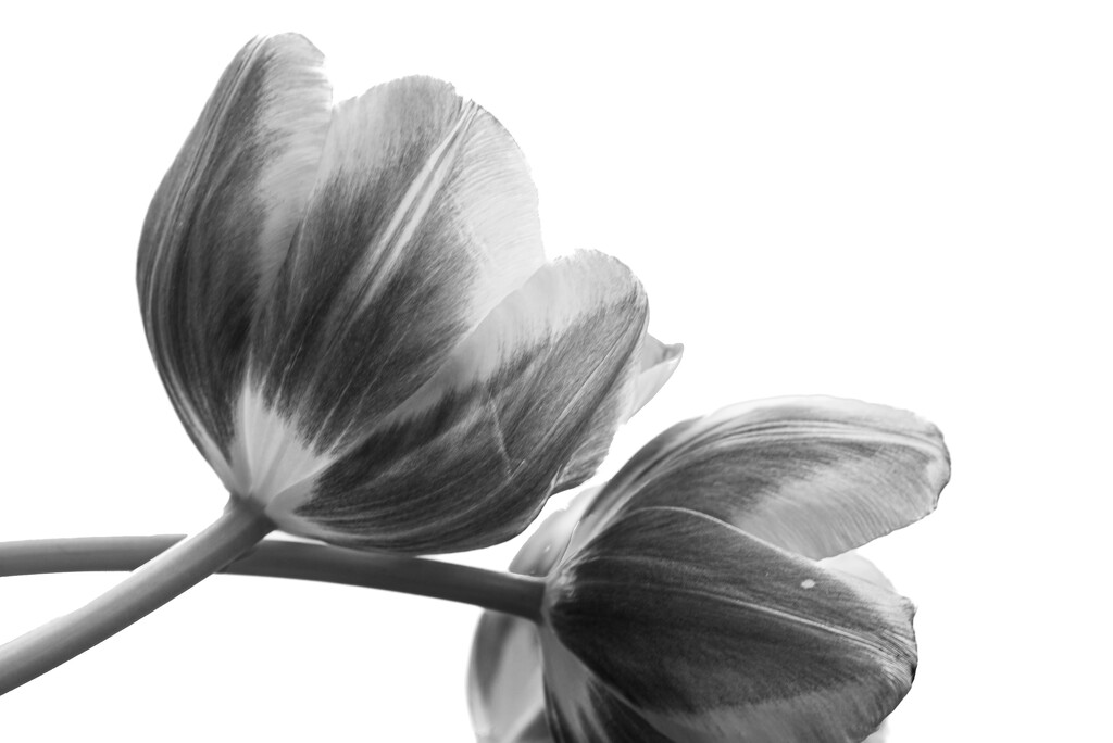03-12 - Tulip in B&W by talmon