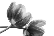 12th Mar 2022 - 03-12 - Tulip in B&W