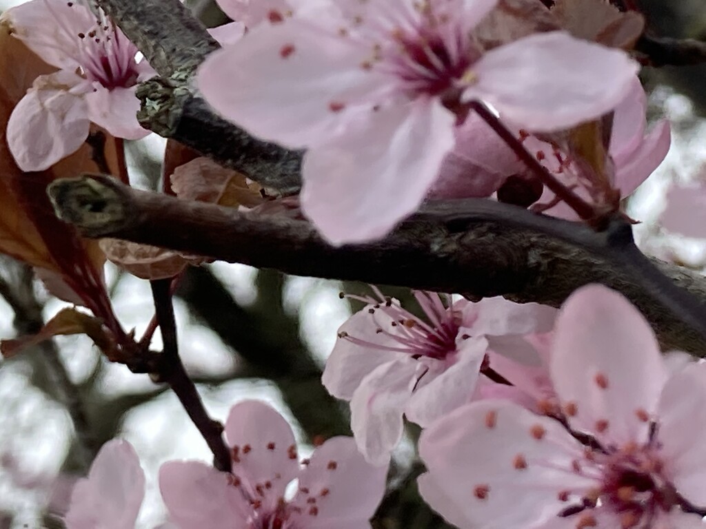  Cherry Tree Blossom  by cataylor41