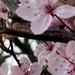  Cherry Tree Blossom  by cataylor41