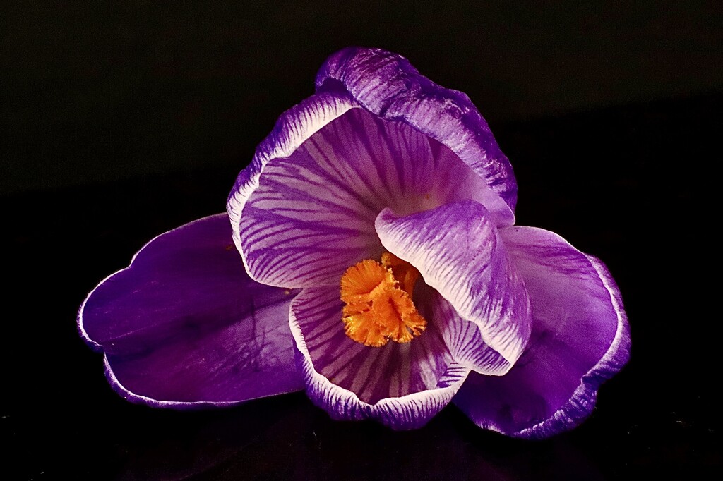 Purple Crocus by carole_sandford