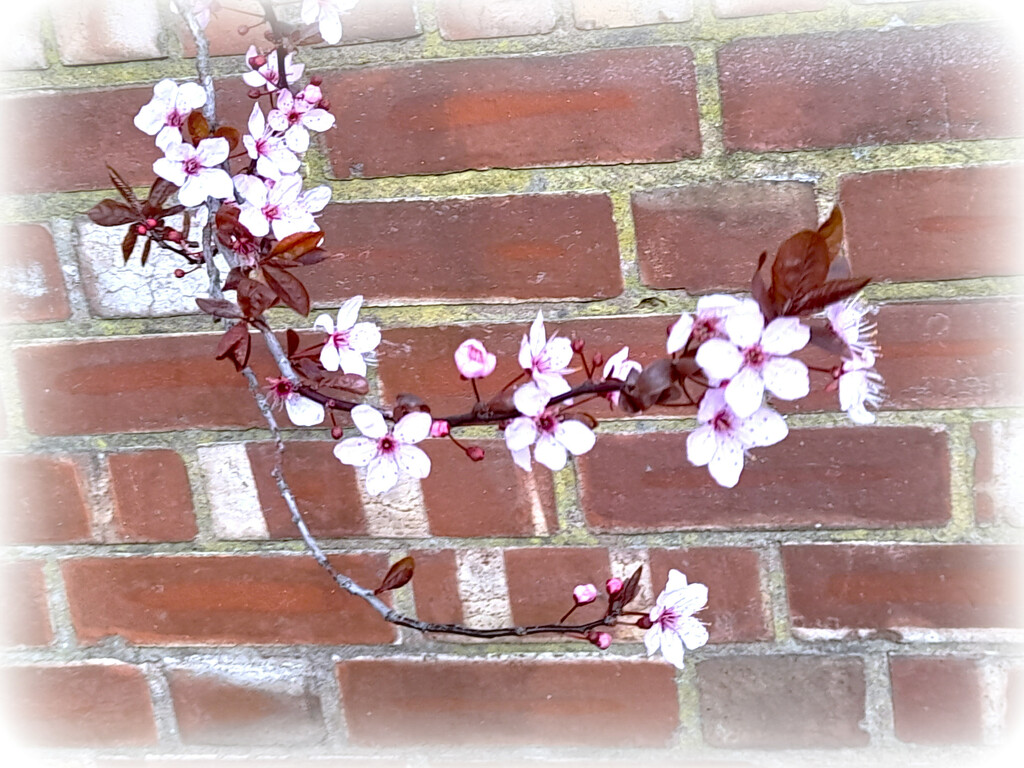 Spring blossom  by beryl