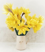 12th Mar 2022 - Delightful daffodils