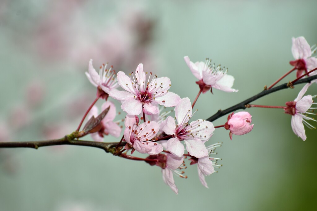 Blossom again by anitaw