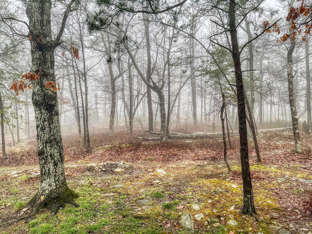 Foggy View by k9photo