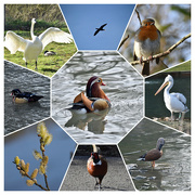 12th Mar 2022 - Arundel wildfowl & wetland trust