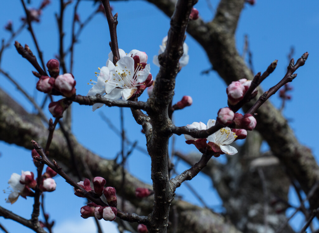 Branches, buds and blossom by busylady