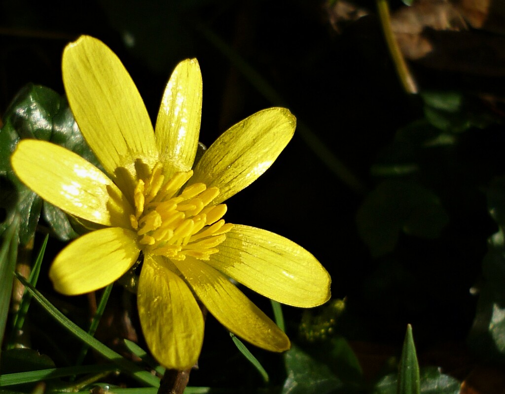 Sunny Celandine  by countrylassie