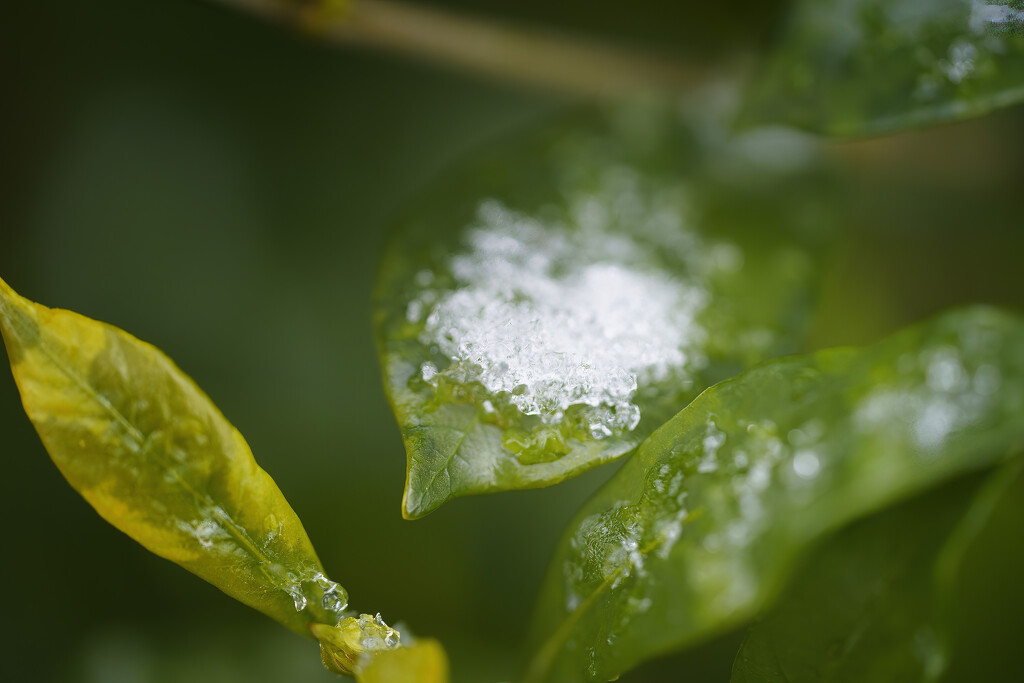 Snowy Gardenia Leaf by k9photo