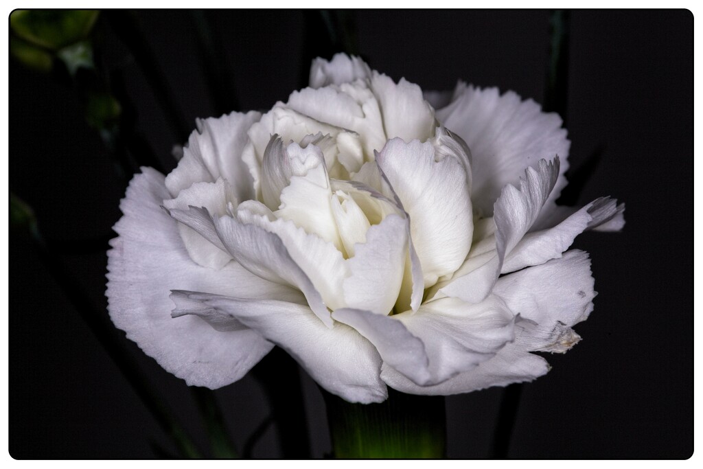 White Carnation by jnr