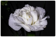 12th Mar 2022 - White Carnation