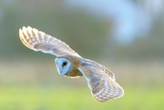 12th Mar 2022 - Barn Owl 
