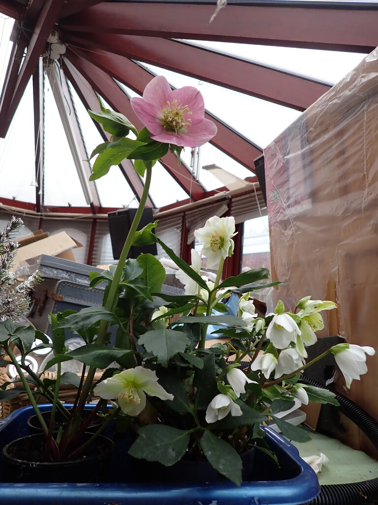 Back to those Hellebores by speedwell