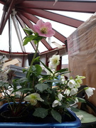 3rd Mar 2022 - Back to those Hellebores