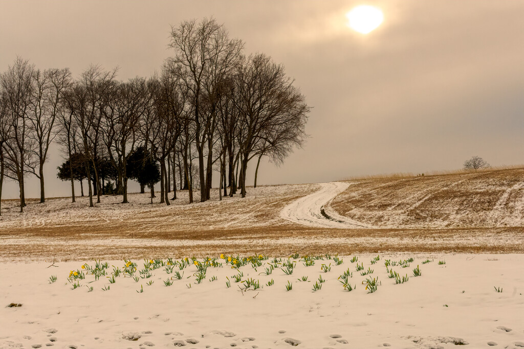 Daffodils in snow  by samae