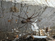 7th Mar 2022 - I live in England. To me he was a big spider !!