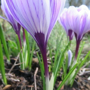 12th Mar 2022 - purple stems!