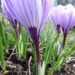 purple stems! by anniesue