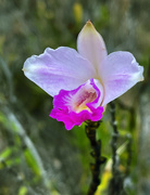 12th Mar 2022 - Bamboo Orchid 