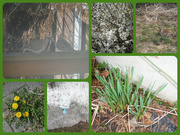 12th Mar 2022 - Signs of Spring