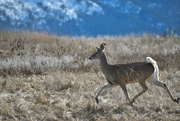 12th Mar 2022 - The Second Of The Two Deer We Saw...