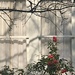 Camellias and shadows by congaree